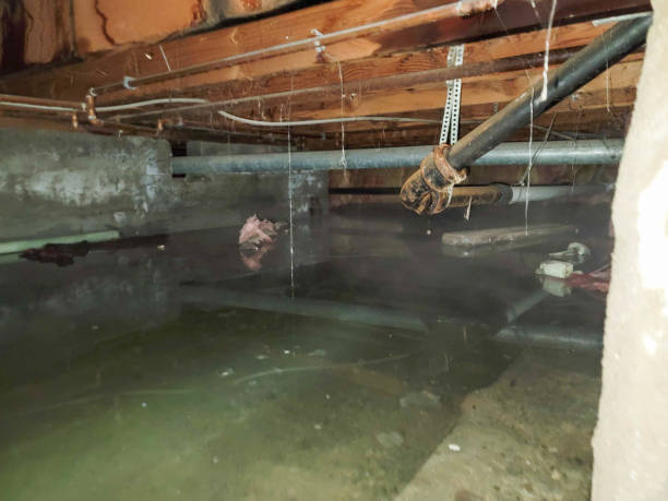 Best Carpet water damage restoration  in Hereford, TX